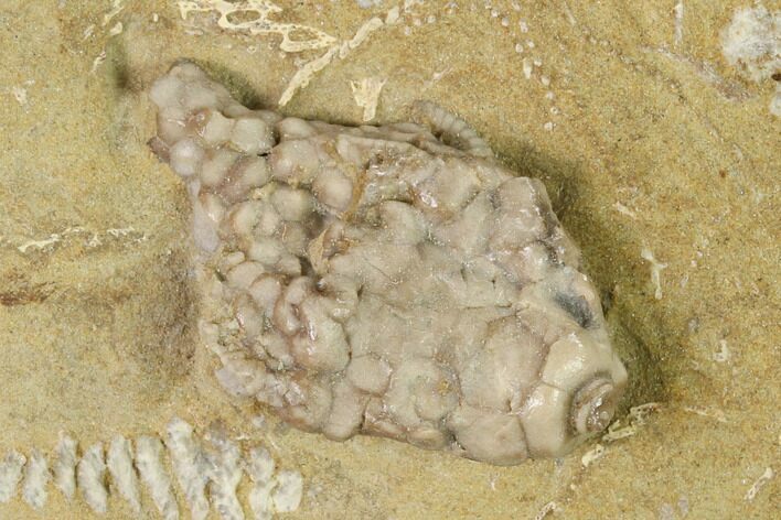 Fossil Crinoid (Macrocrinus) - Crawfordsville, Indiana #148987